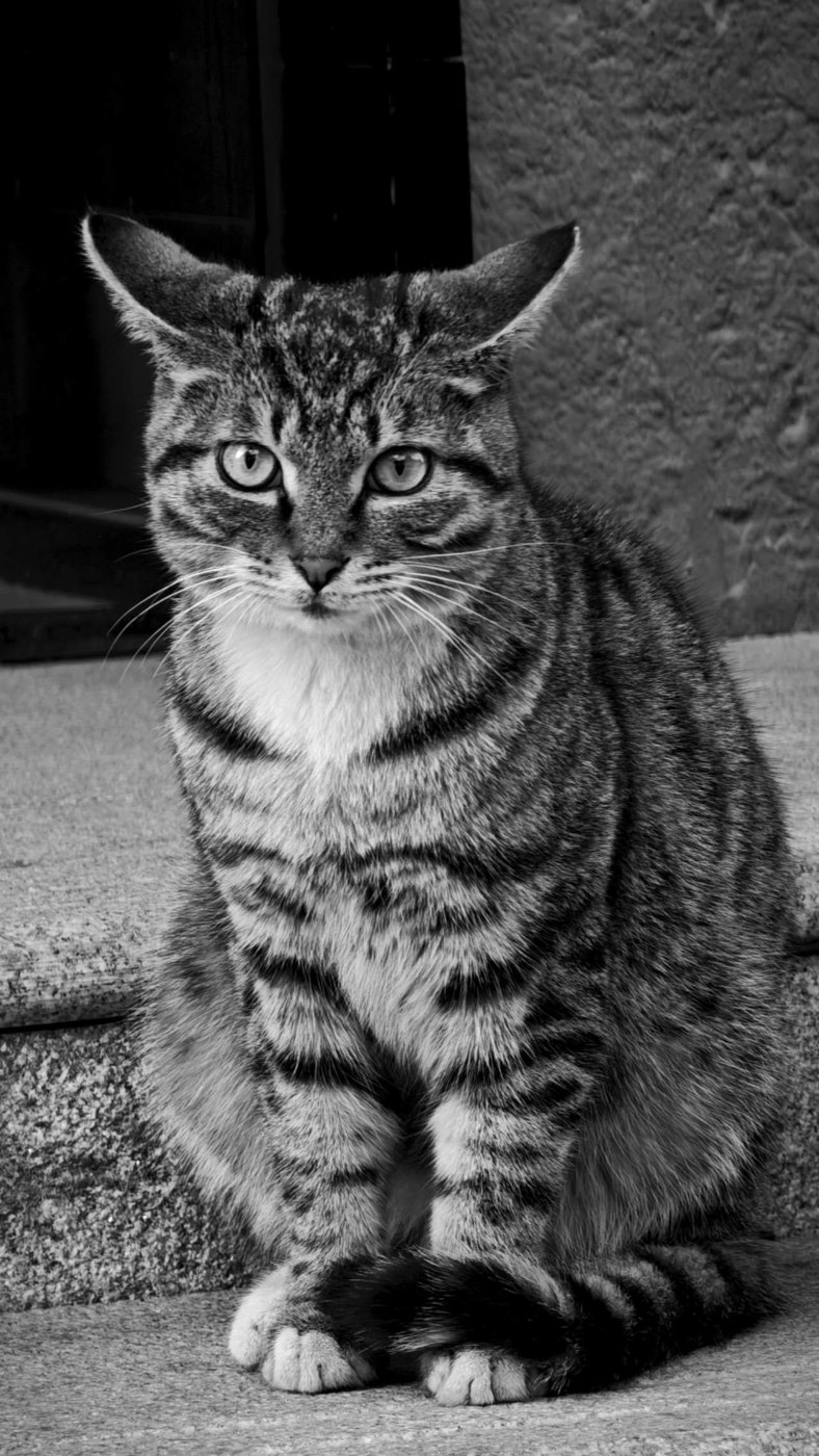 黑白:台阶上端坐的虎斑猫