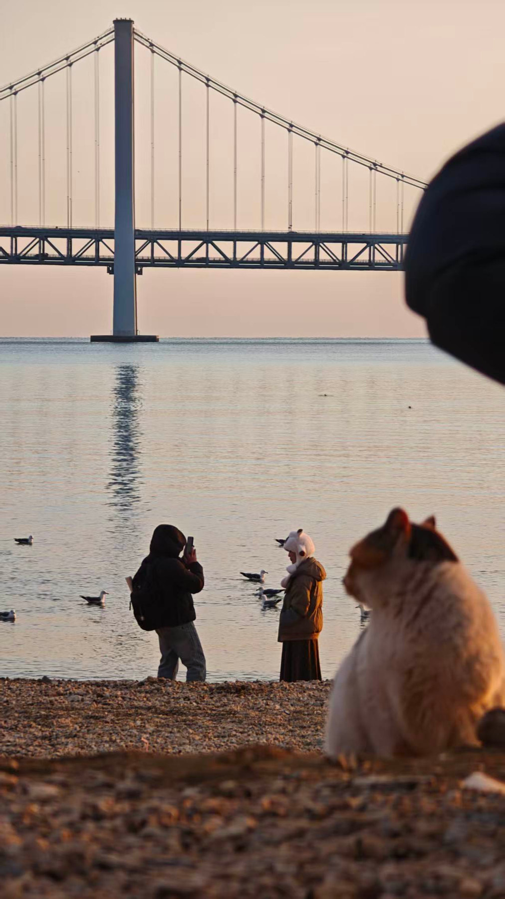 海边石滩上,一只猫望着远处的跨海大桥和拍照的人