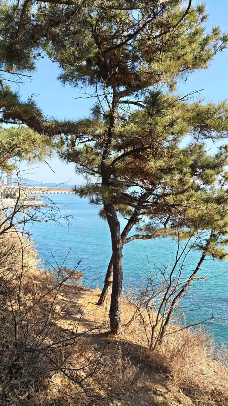 海边崖上的一棵松树,下面是碧蓝的海